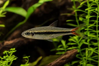 Rasbora borapetensis Rödbrun