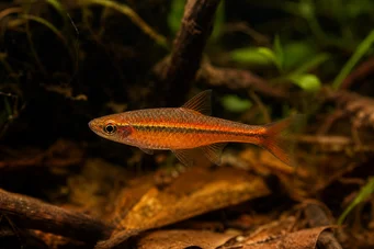 Rasbora vaterifloris Pärla