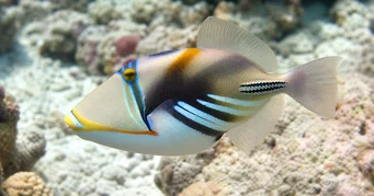 Rhinecanthus aculeatus (Ballistpicasso)