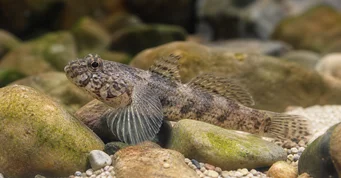 Rhinogobius wui