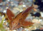 Rineloricaria sp rouge Rineloricaria röd