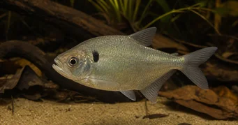 Roeboides descalvadensis Honchback, huvudet längst ner i Descalvado