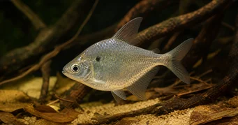 Roeboides meeki (Glastetra)