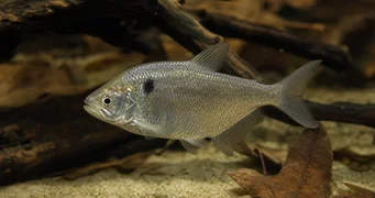 Roeboides paranensis Honchback, huvudet längst ner i Paraguay