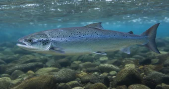 Salmo salar (Atlantisk lax)