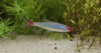 Sawbwa resplendens (SAWBWA RESPLENDENS)