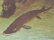Scaphirhynchus platorhynchus Plattformssturge