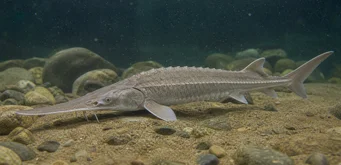 Scaphirhynchus platorhynchus (Plattformssturge)