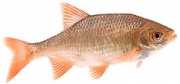 Scardinius erythrophthal... Rotera