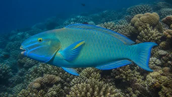 Scarus ghobban Timmerfisk