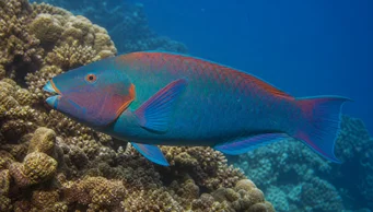 Scarus rubroviolaceus (Äng)