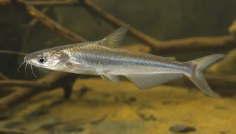 Schilbe intermedius (Silverkatt)