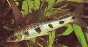 Schizodon fasciatus Fascierad schizodon