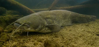 Silurus glanis (Glans havskatt / stor havskatt)