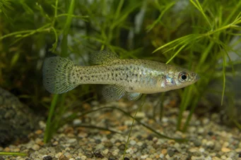 Skiffia francesae x multipunctatus (Skiffia francesae x multipunctatus)