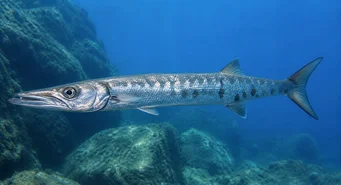 Sphyraena sphyraena (Havsgos)