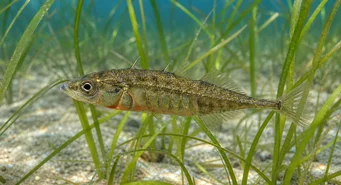 Spinachia spinachia