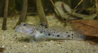 Stigmatogobius sadanundio (Gobie)