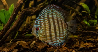 Symphisodon aequifasciata Gröna diskus