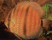 Symphysodon discus Heckel Heckel diskus