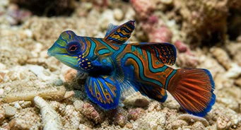 Synchiropus splendidus (Mandarinfisk)
