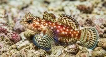 Synchiropus stellatus Stjärna mandarin fisk