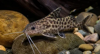 Synodontis contractus (Synodontis sammandragningar)