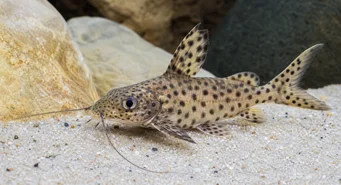 Synodontis multipunctatus Fläckig synodont
