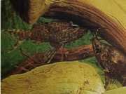 Synodontis nigriventris Kongos svarta huvudkatt