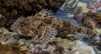 Taurulus bubalis (Havschab)