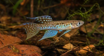 Terranatos dolichopterus Killie-elsh