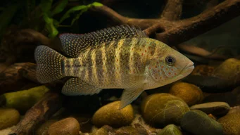 Tilapia mariae Fembands tilapia