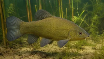 Tinca tinca (Common)