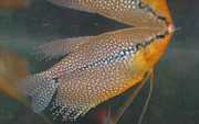 Trichogaster leeri Mosaikgourami