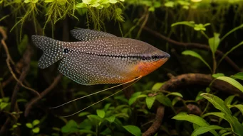 Trichogaster leeri (Mosaikgourami)