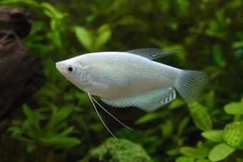 Trichogaster microlepis Gouramimåne