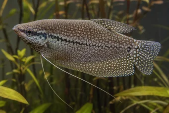 Trichogaster pectoralis Orm hud gourami