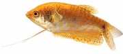 Trichogaster trichopteru... Gourami med tre gyllene ...