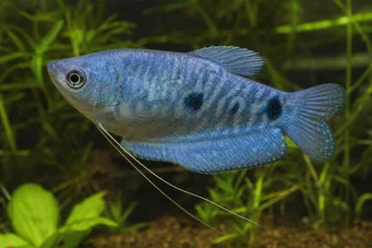Trichogaster trichopterus sumatranus