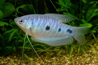 Trichogaster trichopterus
