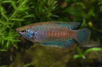 Trichopsis pumila