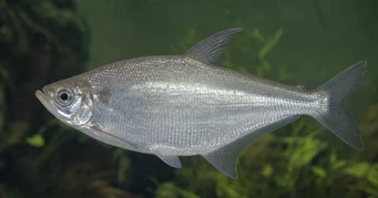 Triportheus albus Tetra-maker med gula fenor