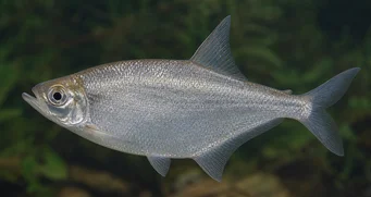 Triportheus angulatus Punkterad
