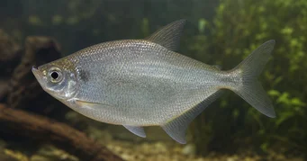 Triportheus rotundatus Rund armbåge tetra