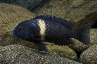Tropheus duboisi