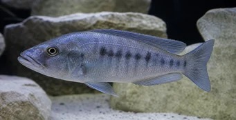 Tyrannochromis macrostoma Makrostom tyrannokromis