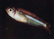 Tyttocharax atopodus Mustaschtetra