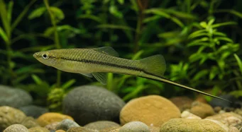 Xiphophorus montezumae (Montezuma Sword Holder)