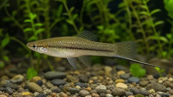 Xiphophorus neuzalanahotl (Prickig svärd)