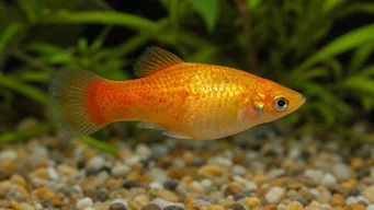 Xiphorus maculatus (Xipho Green eller Xipho Wild)